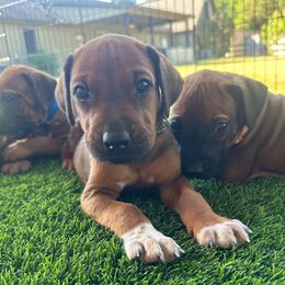 Hank - Rd whtn blk nose male Rhodesian Ridgeback puppy in Montgomery, Texas from Timber Ridge Kennels