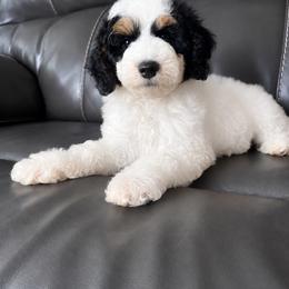 June - Parti female Goldendoodle puppy in Ottawa, Ohio from Simply Beautiful Goldendoodles