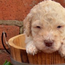 Goldendoodles from Southern Doodles