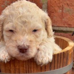Goldendoodles from Southern Doodles