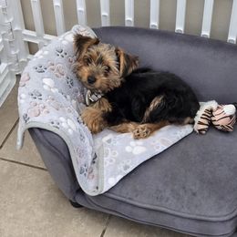 Yorkshire Terrier All Grown Up from Neptune Cove