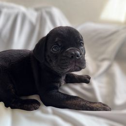 Catahoula Leopard Dog Puppies from Cottonwood Creek Catahoula’s