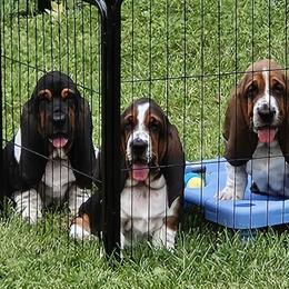 Basset Hounds from Tater's Tots