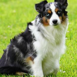 Addie - Miniature Australian Shepherd