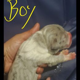 Great Dane Puppies from Titans Legacy Danes