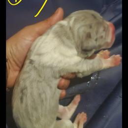 Great Dane Puppies from Titans Legacy Danes