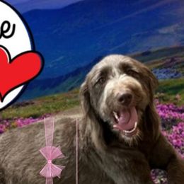 Labradoodles from Legendary Doodles NC, LLC