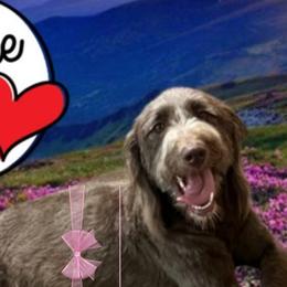 Labradoodles from Legendary Doodles NC, LLC