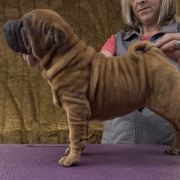 Boy - Red fawn male Chinese Shar-Pei puppy in Oakwood, Ohio from CarPeiDiem Chinese Shar-Pei