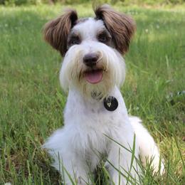 Miniature Schnauzers from ROYAL PUPS - THRONEBERRY FAMILY FARMS