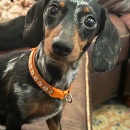 Winnie - Dachshund