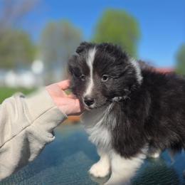 Bi Black 1 - Black and white male Shetland Sheepdog puppy in Lenox, Iowa from Crossroad shelties