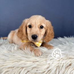 Charm - Cream male Companion Cross puppy in Utah County, Utah from Big Hearted Breeders