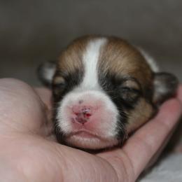 Marshmallow Fluff - Sable female Pembroke Welsh Corgi puppy in Washington from Castle View Royal Rumps