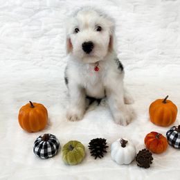 Old English Sheepdog Puppies from Heavinly Blessings Farm Pups - Old English Sheepdog Puppies