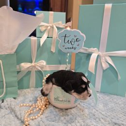 Oliver (Yellow Collar) - Black and silver male Miniature Schnauzer puppy in Winter Haven, Florida from The Blue Eyed Schnauzer