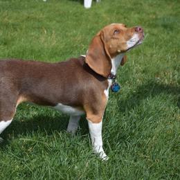 Sammie - Beagle