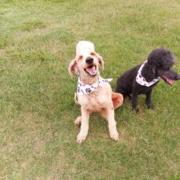 Poodle All Grown Up from Peter Rataj