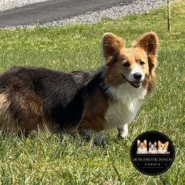Maddie - Pembroke Welsh Corgi