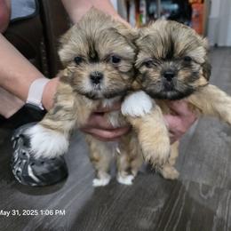 Shih Tzu Puppies from Borderland's Kennel