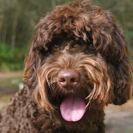 Nutella - Australian Labradoodle