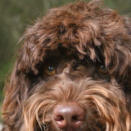Nutella - Australian Labradoodle