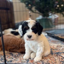 Venus - Black and white female Cockapoo puppy in Pledger, Texas from Sugarbear Cockapoos