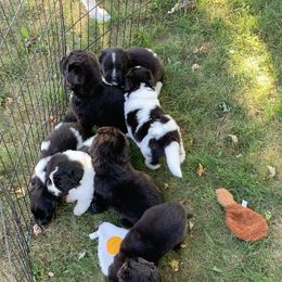 Newfoundland and Shih Tzu Puppies from Grand Meadow Newfoundlands