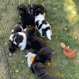 Newfoundland and Shih Tzu Puppies from Grand Meadow Newfoundlands
