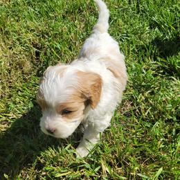 Cupid - Blenheim male Cavapoo puppy in Auburn, California from Gold Country Doodles