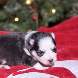 Snow - Black and white female Pomsky puppy in Whittier, California from Legendary Pomskies
