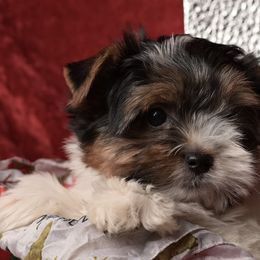 Biewer Terriers from Biewer Terriers by Rimba