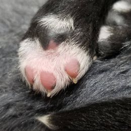 Goldendoodle Puppies from Warren Doodles