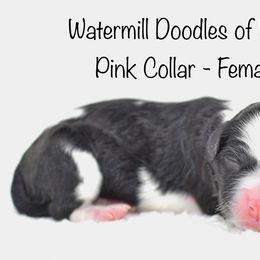 Pink Collar - Australian Labradoodle puppy in Mill Spring, North Carolina from Watermill Doodles of WNC