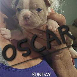 Boy 3  (6th born) - Blue male Boston Terrier puppy in Versailles, Indiana from Benhams Bostons