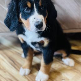 Honalee - Black rust and white Bernese Mountain Dog puppy in Bozeman, Montana from My Next Best Friend