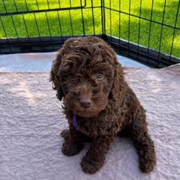 Purple collar - Chocolate female Goldendoodle puppy in Christiana, Tennessee from Rechlicz Family Doodles