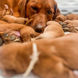 Labrador Retriever Puppies from Mid-Columbia Labradors