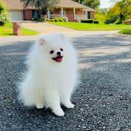 Frosty - White male Pomeranian puppy in Hot Springs, Arkansas from Pomeranian Empire