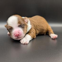 Red Velvet - Red male Havanese puppy in Marysville, Ohio from Sweet Confections Havanese