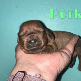 Red - Red male Dachshund puppy in Monitor, Washington from Shannon Dolly’s Dachshunds
