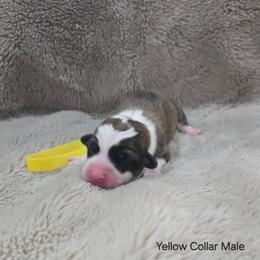 Yellow Collar Male - Red male Pembroke Welsh Corgi puppy in Tenino, Washington from LoneStar Corgis NW