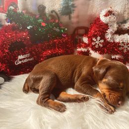 Light Pink Collar female - Red and rust female Doberman Pinscher puppy in Madison, Indiana from Jensen Dobermans and Dachshunds