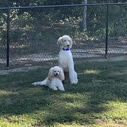 Cavapoo, Goldendoodle, and Poodle All Grown Up from Pearls & Curls doodles & poodles