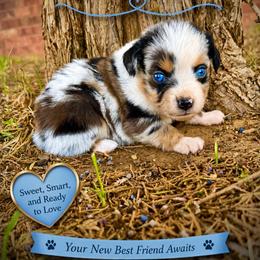 Justice - Blue merle male Miniature Australian Shepherd puppy in Idalou, Texas from Lonesome Pine Mini Aussies