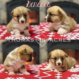 Genesis - Red female Pembroke Welsh Corgi puppy in Raymond, Illinois from Thomas Acres