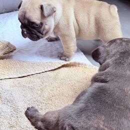 American Bully and French Bulldog Puppies from Bolt Action Kennel
