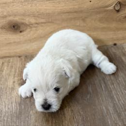 Scout - White male West Highland White Terrier puppy in Scurry, Texas from Davis Westies