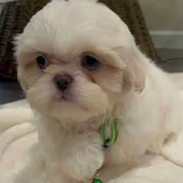 Male 3 - White male Shih Tzu puppy in Needville, Texas from Precious Moments Shih Tzu