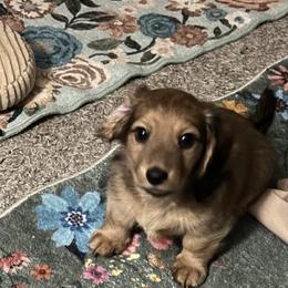 Brown girl - Sable female Dachshund puppy in Conroe, Texas from Kimberly's AKC Dachshunds